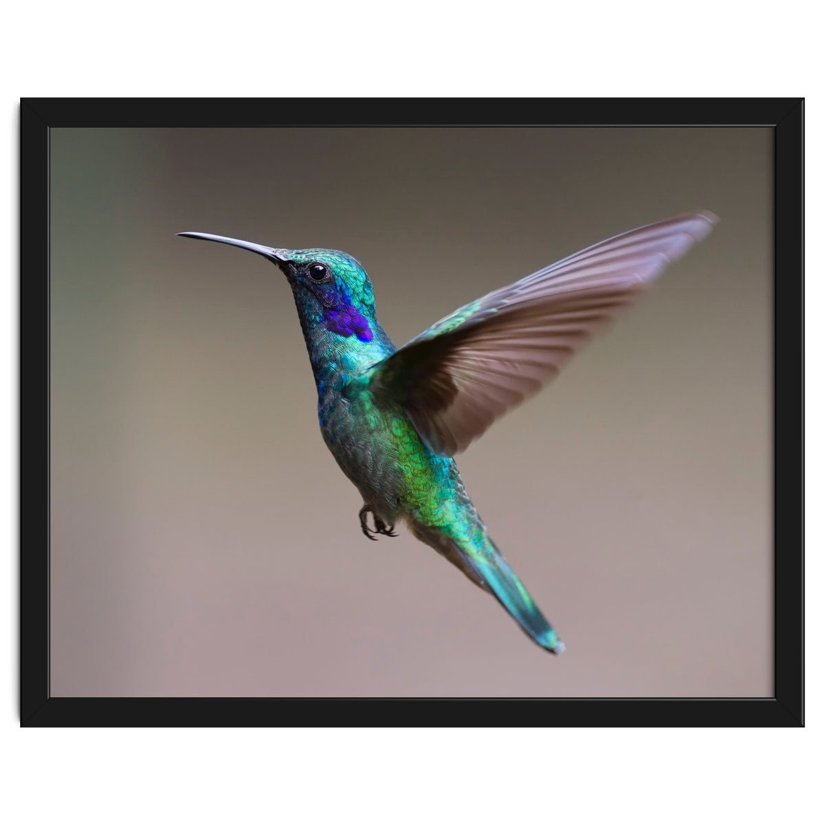 Hummingbird flying