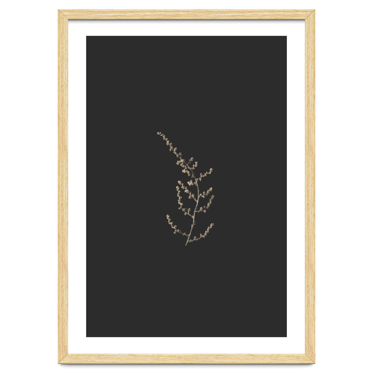 Delicate Golden Fynbos Botanicals on Black