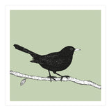 Blackbird pen drawing (Print Only) thumbnail