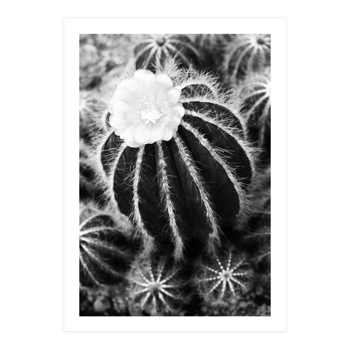 Cactus (Print Only)