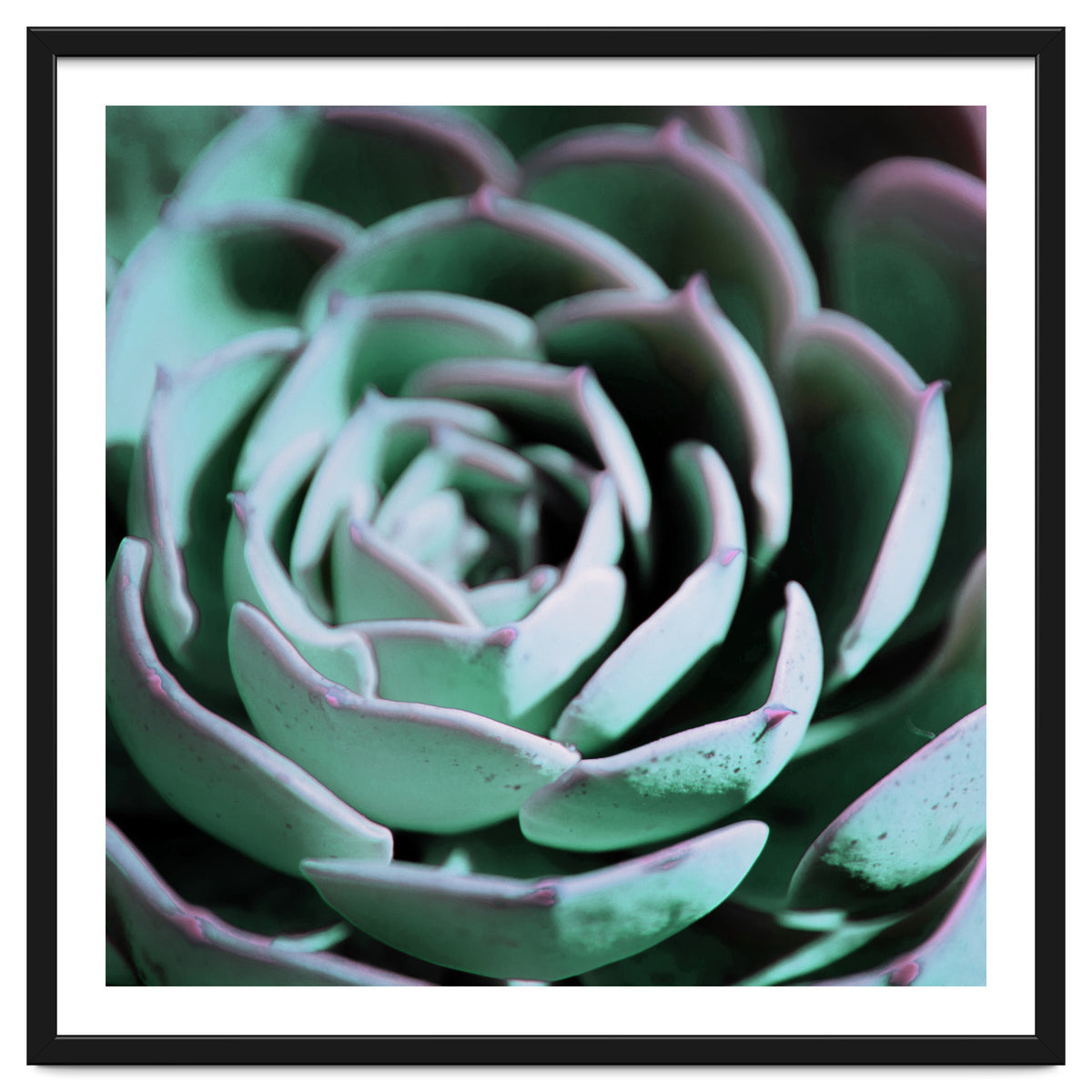 DARKSIDE OF SUCCULENTS III-A