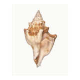 Cc Shell 01 (Print Only) thumbnail