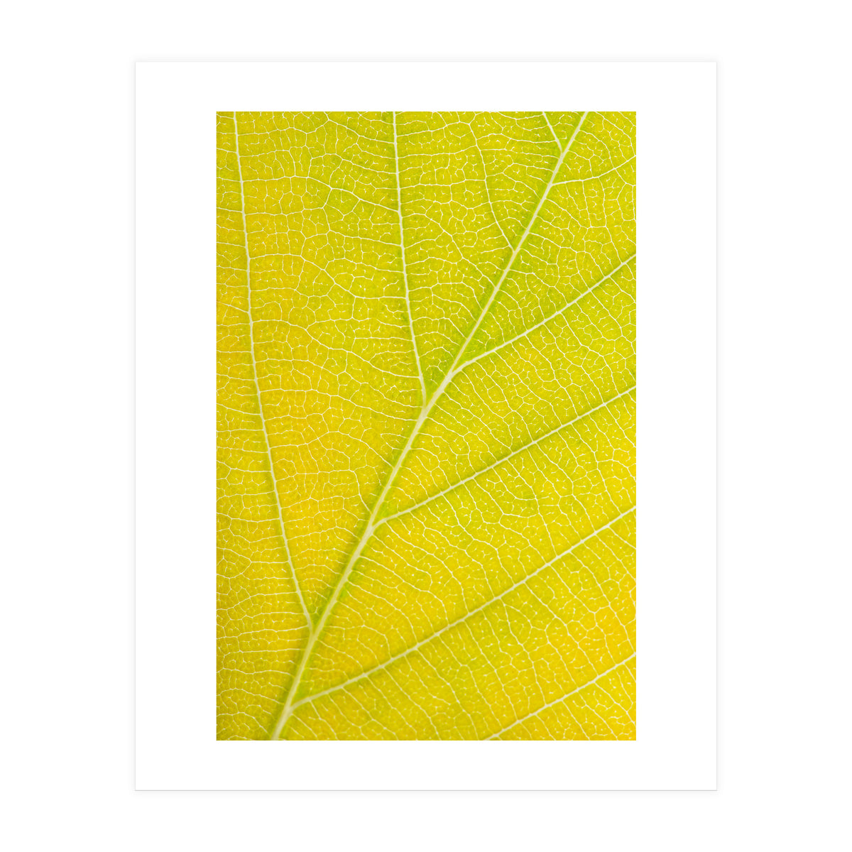 Autumn Leaf (Print Only)