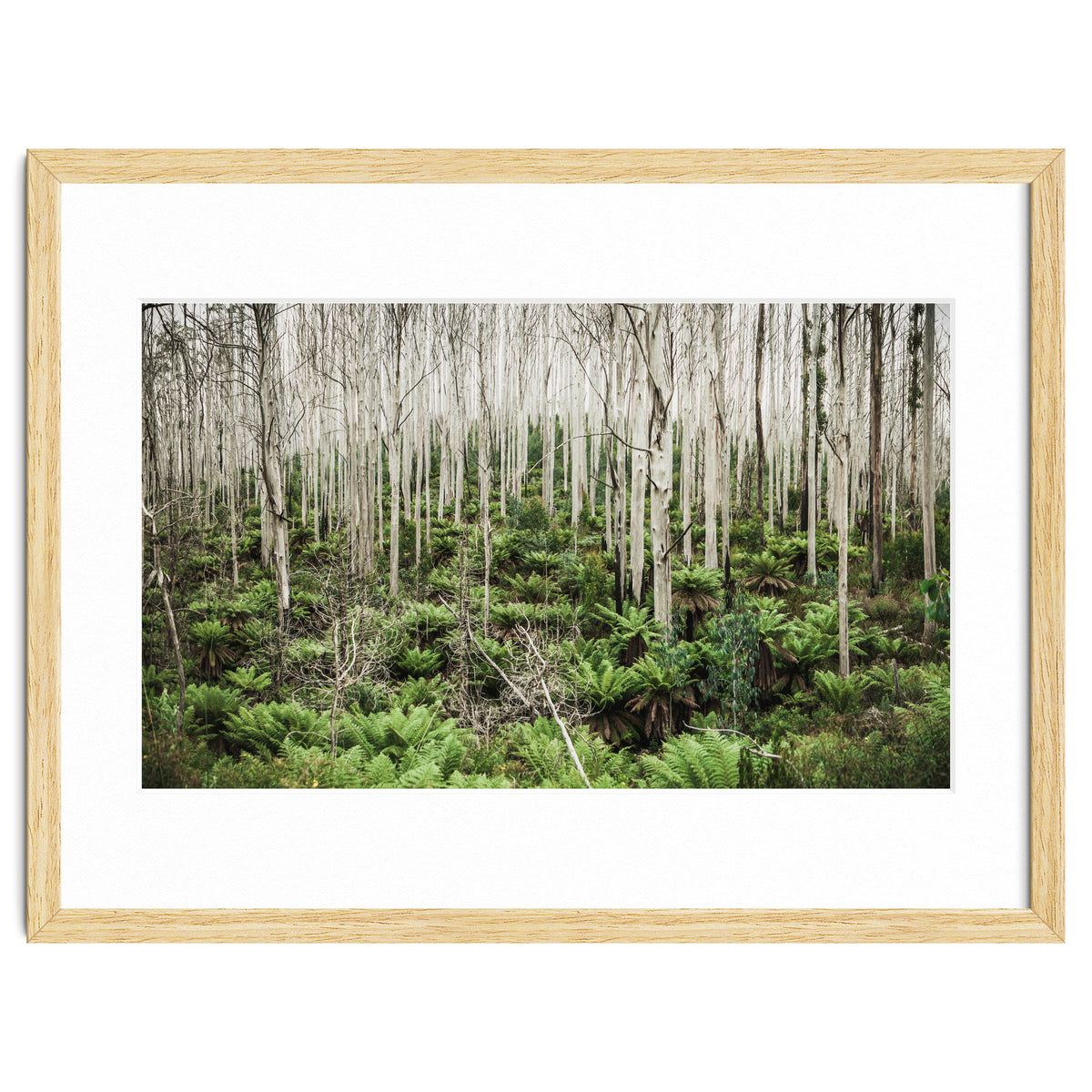 Forest After The Fire