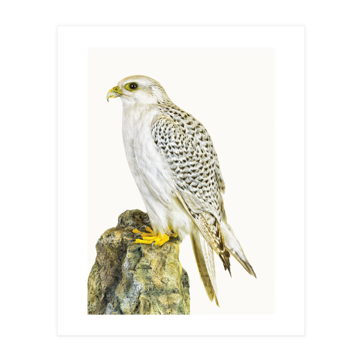 Cc Bird 03 (Print Only)