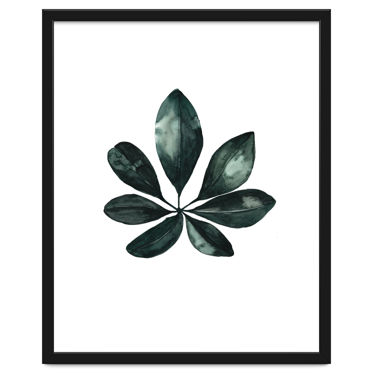 Botanical Illustration Arboricola Schefflera