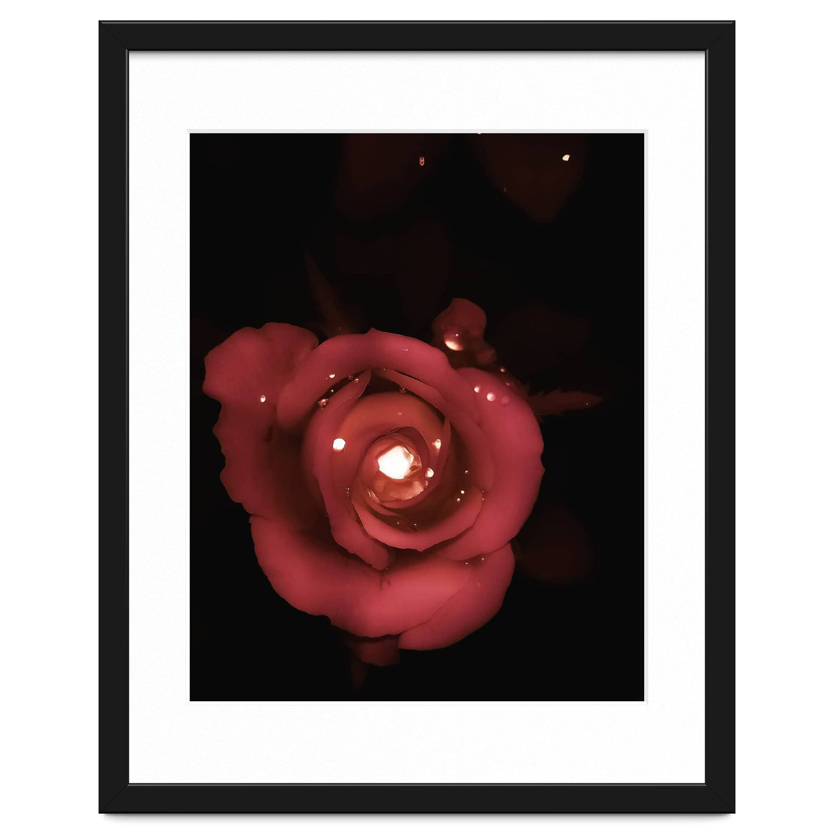 Lighting Rose
