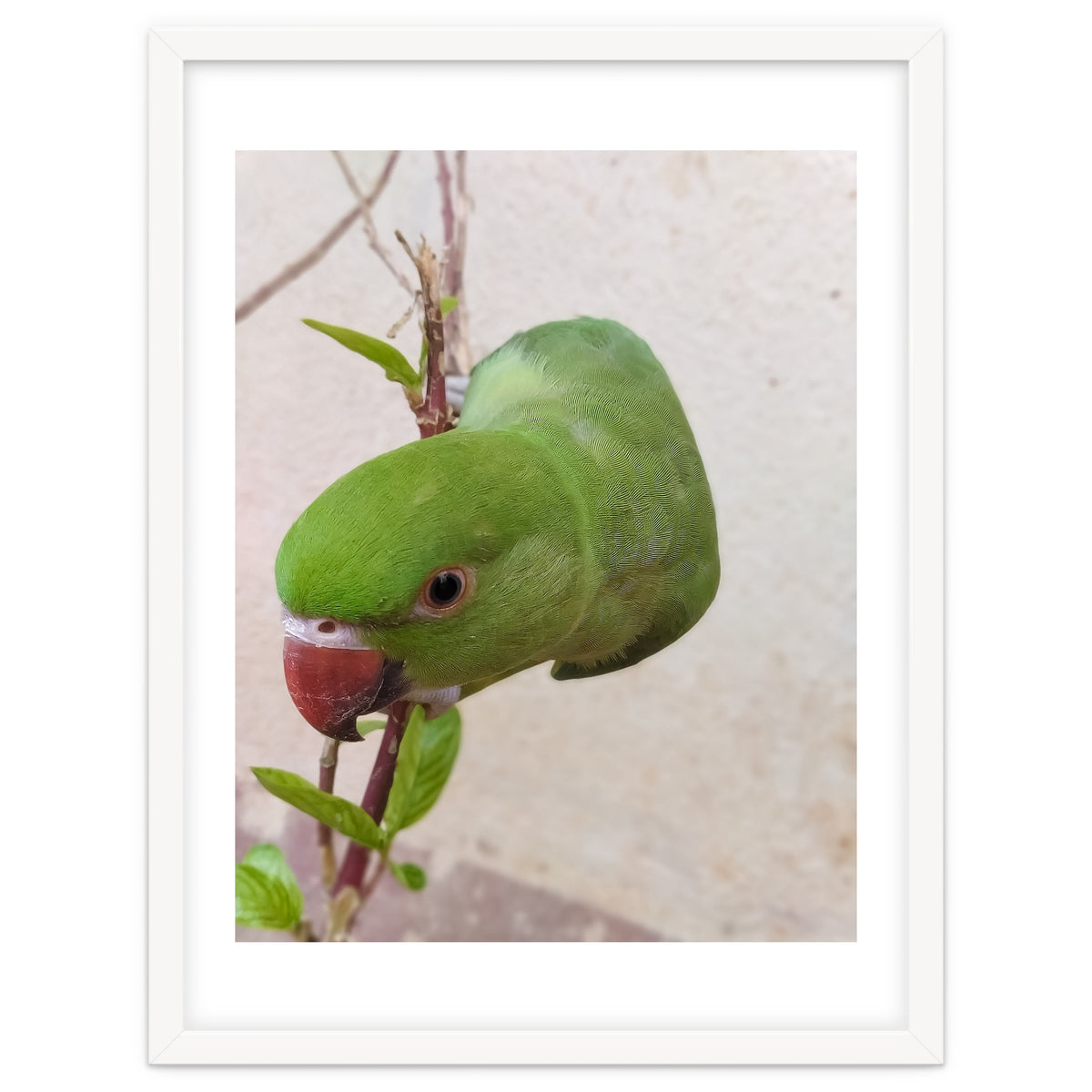 Cute Parrot