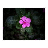 Floral vibes (Print Only) thumbnail