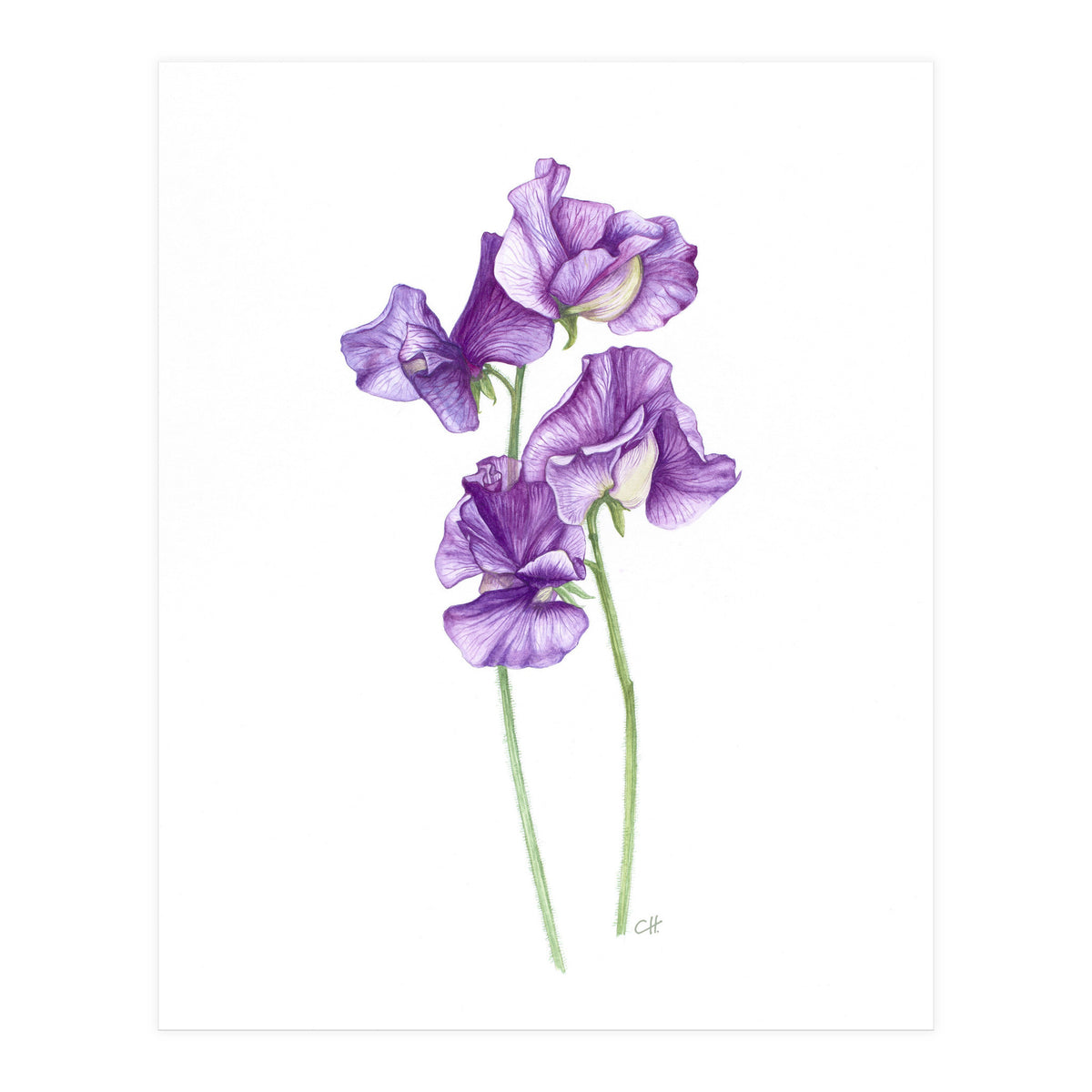 A Purple Posy Of Sweet Peas (Print Only)