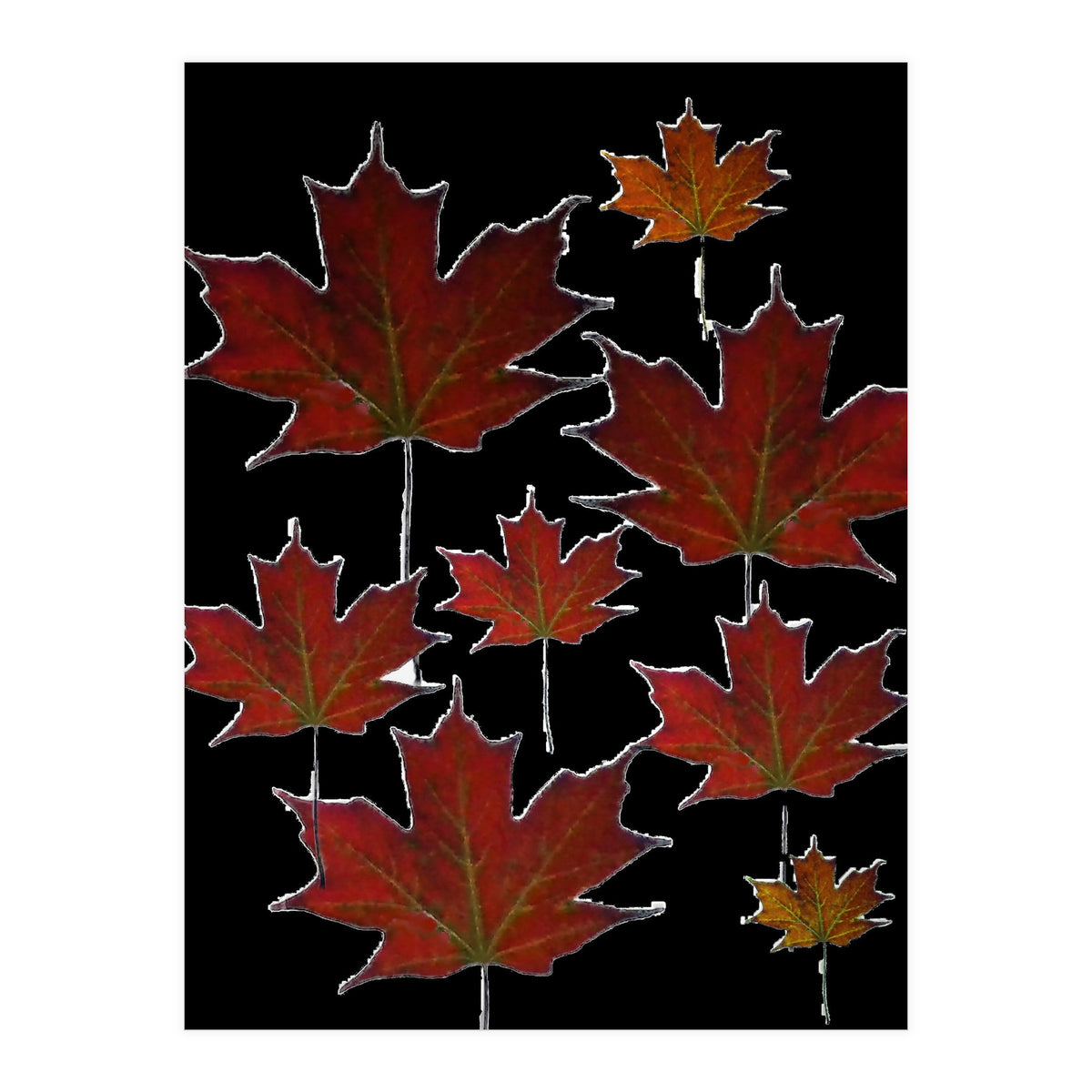 Autumn leaves (2) (Print Only)