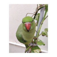 Attractive Indian Parrot (Print Only)