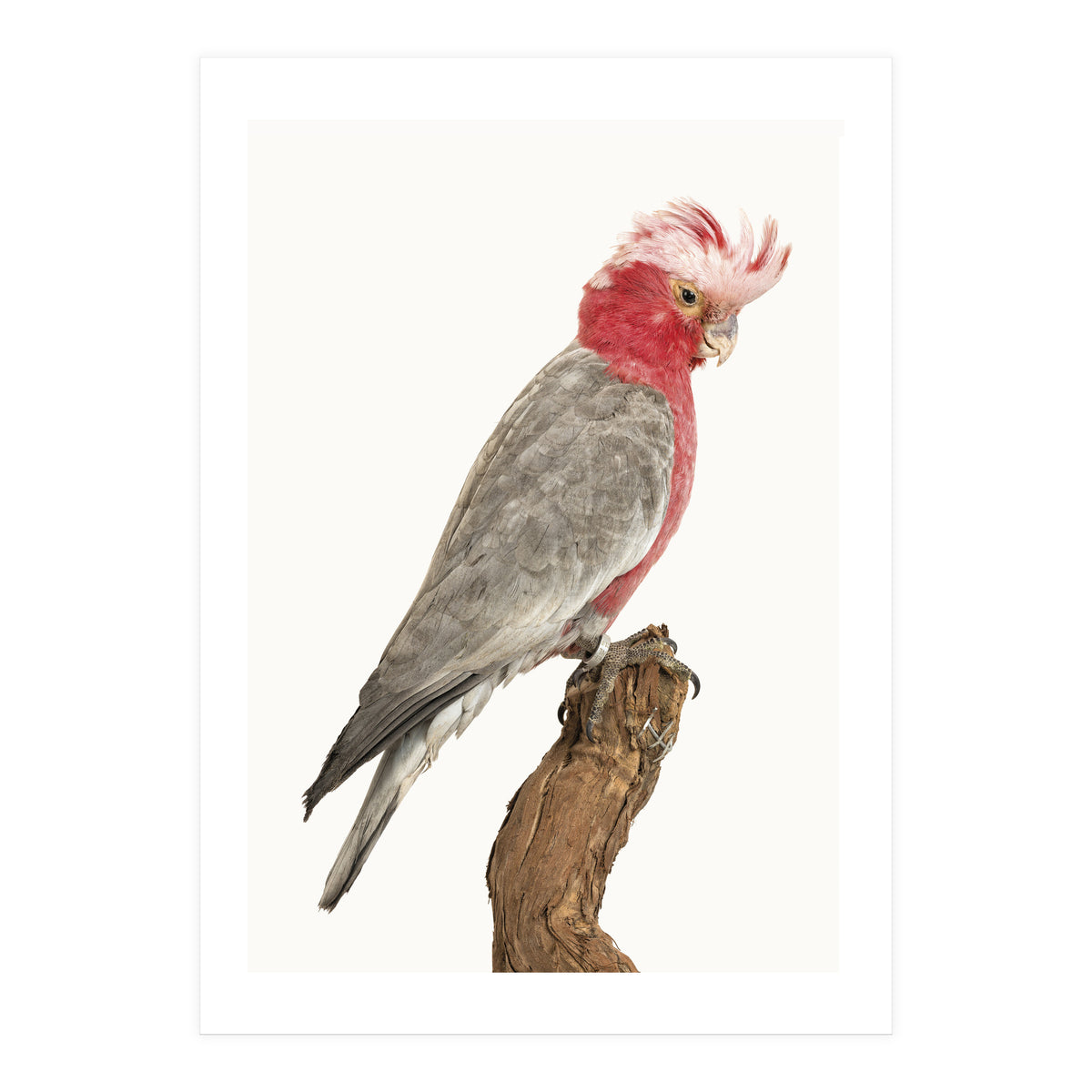 Cc Birds 02 (Print Only)