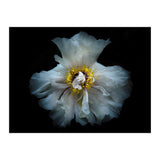 Backyard Flowers 49 Color Version (Print Only) thumbnail