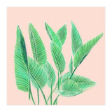 Modern Hand Painted Tropical Green Watercolor Leaf Bird Of Paradise On Pastel Pink (Print Only) thumbnail
