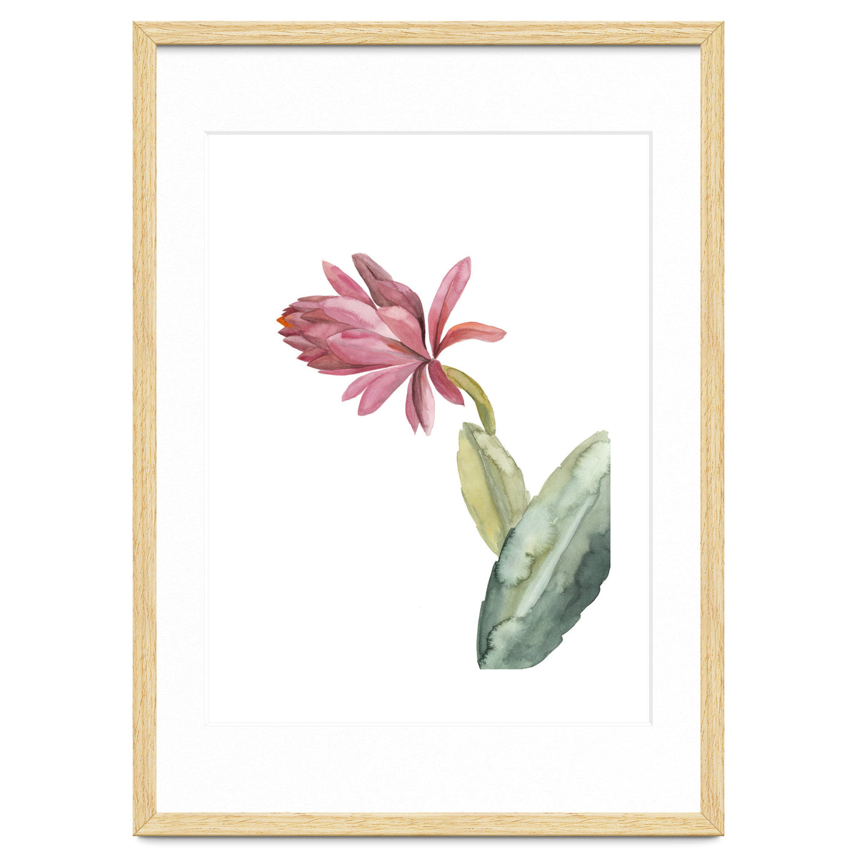 Botanical Illustration Pink Cactus Flower