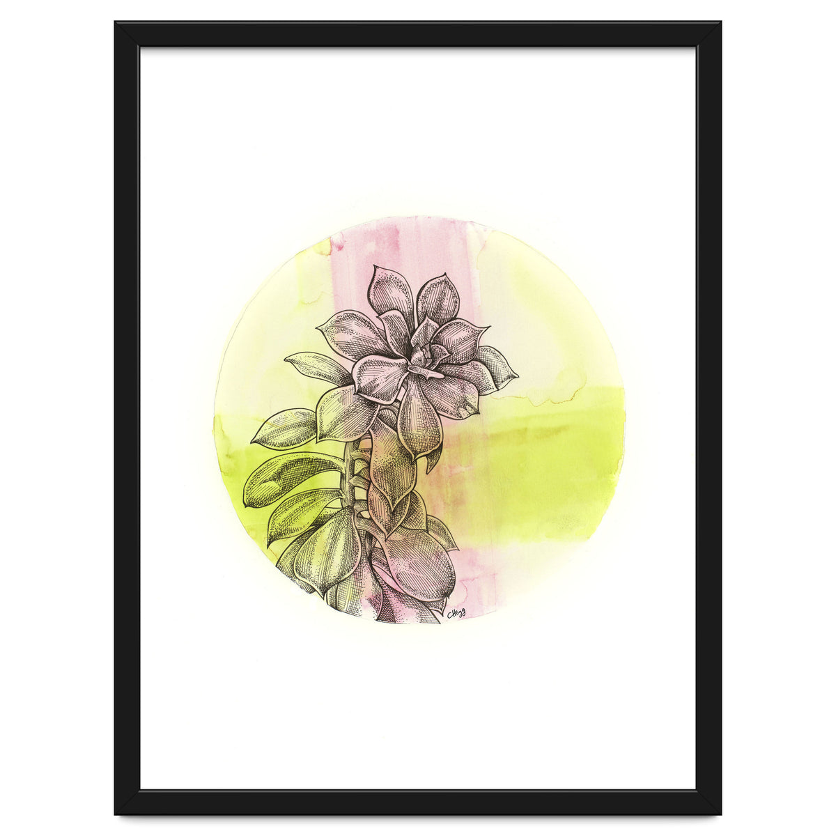 Succulent On Pink And Green