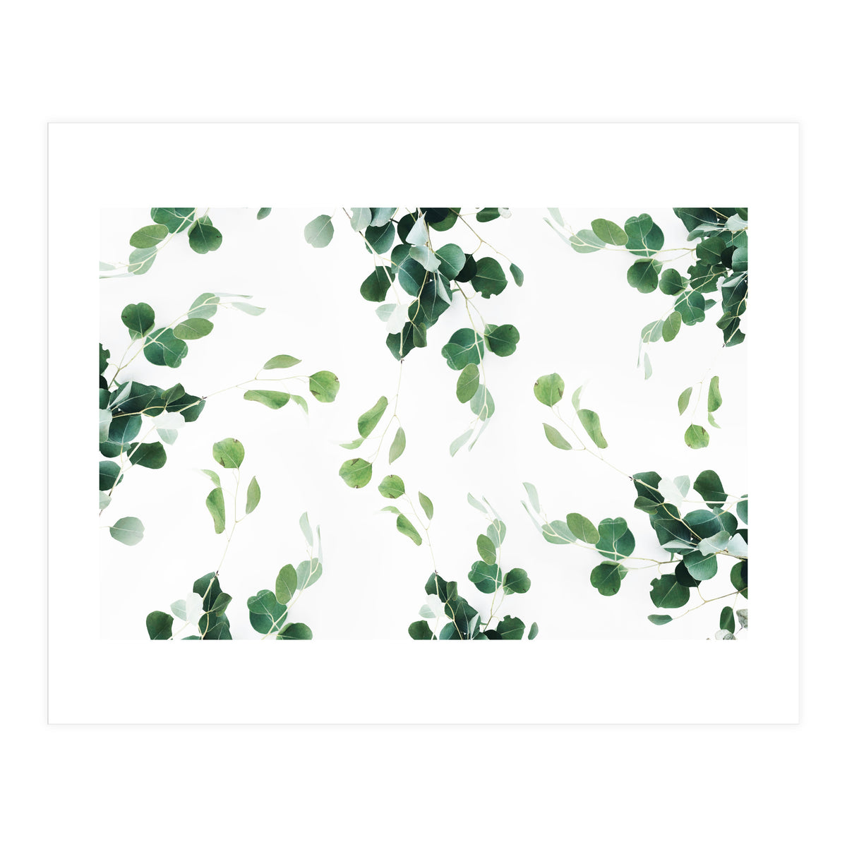 Botanical Celebration  (Print Only)