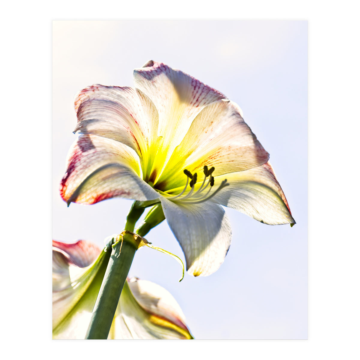 Amaryllis 2 (Print Only)