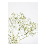 Flowers (Print Only) thumbnail
