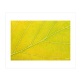 Autumn Leaf (Print Only) thumbnail