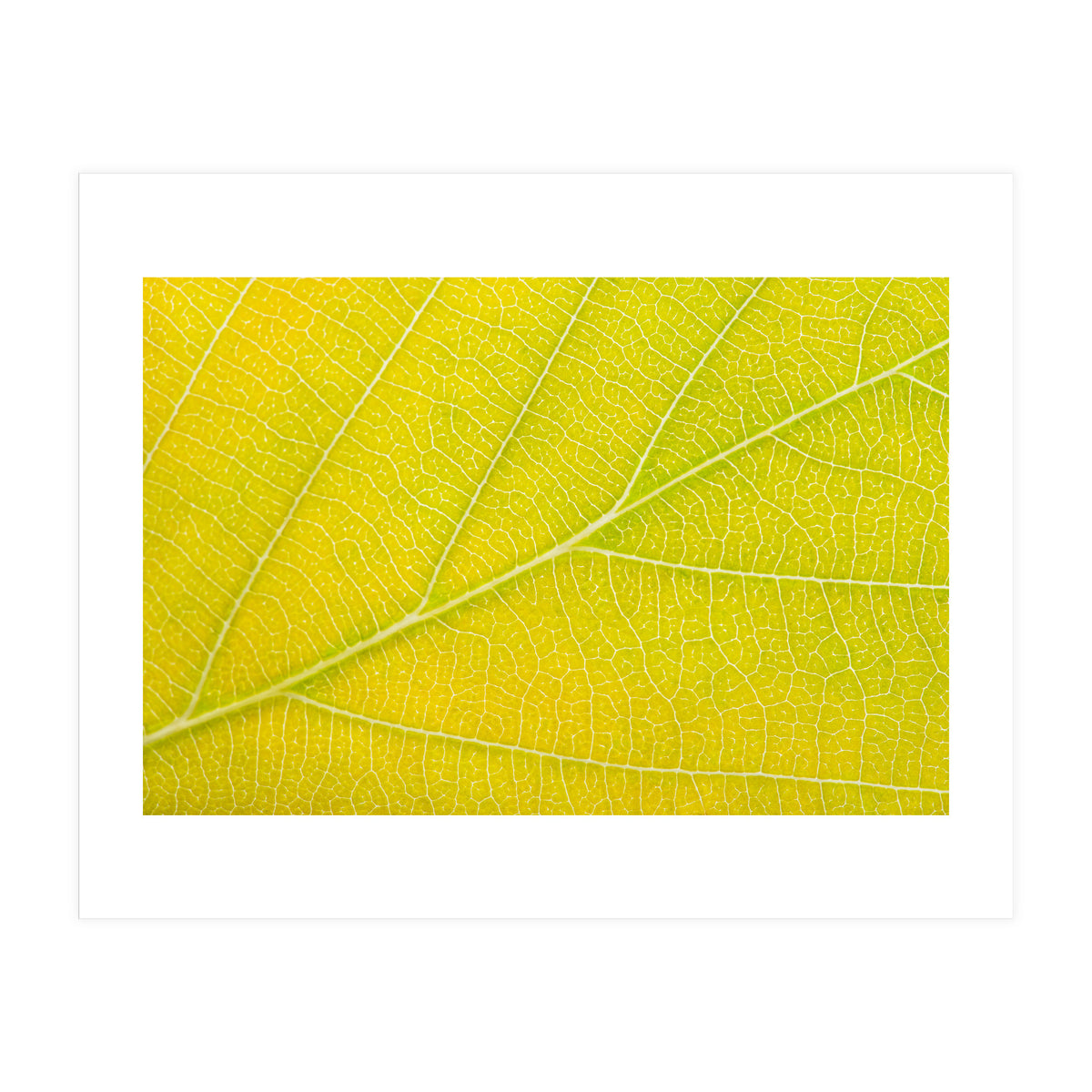 Autumn Leaf (Print Only)