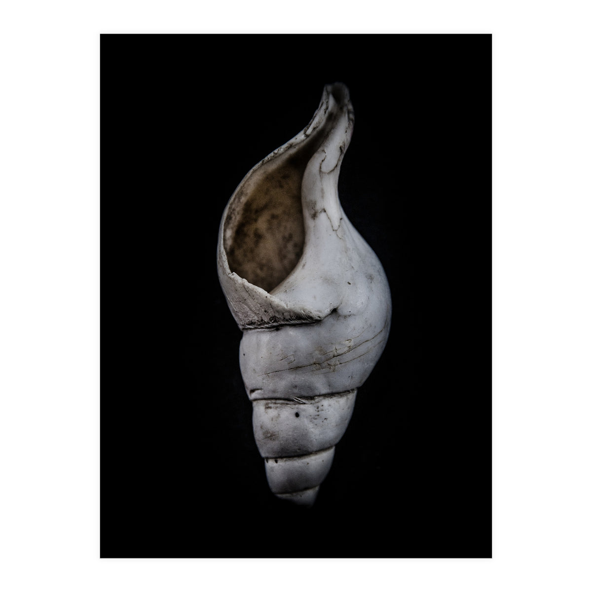 Shells No 12 Color Version (Print Only)