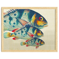 Fish Classic Designs 3