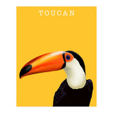 Toucan (Print Only) thumbnail