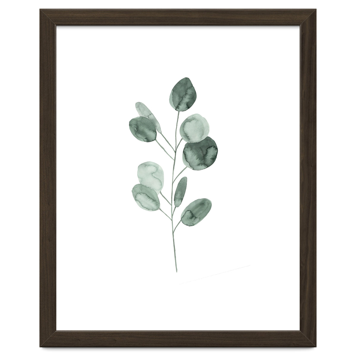 Botanical Illustration Eukalyptus2
