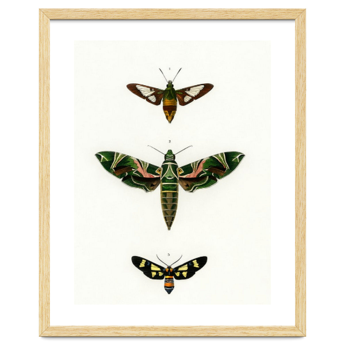 Different types of moths illustrated