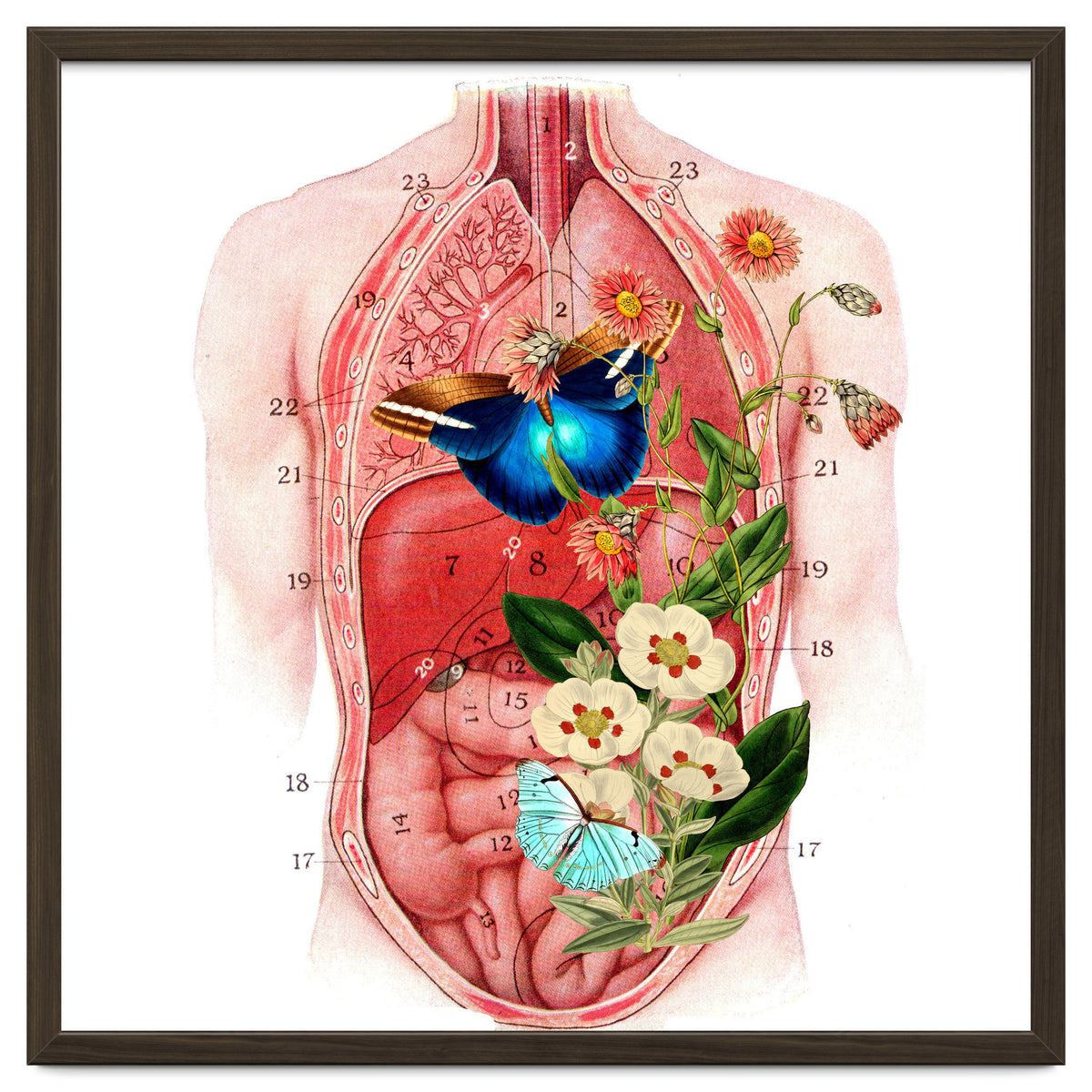 Butterflys In The Belly Makes Flower Grows