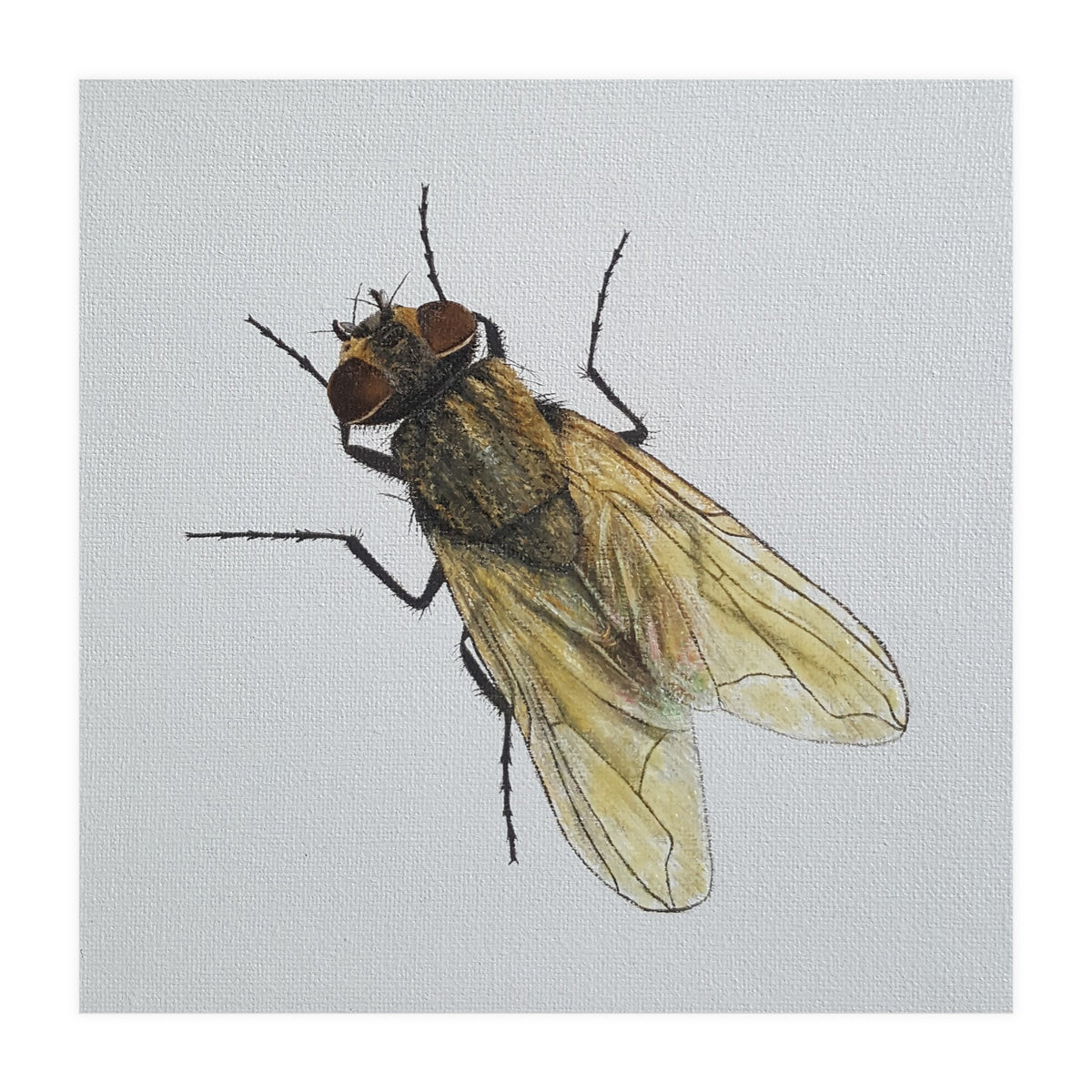 Fly on the wall (Print Only)