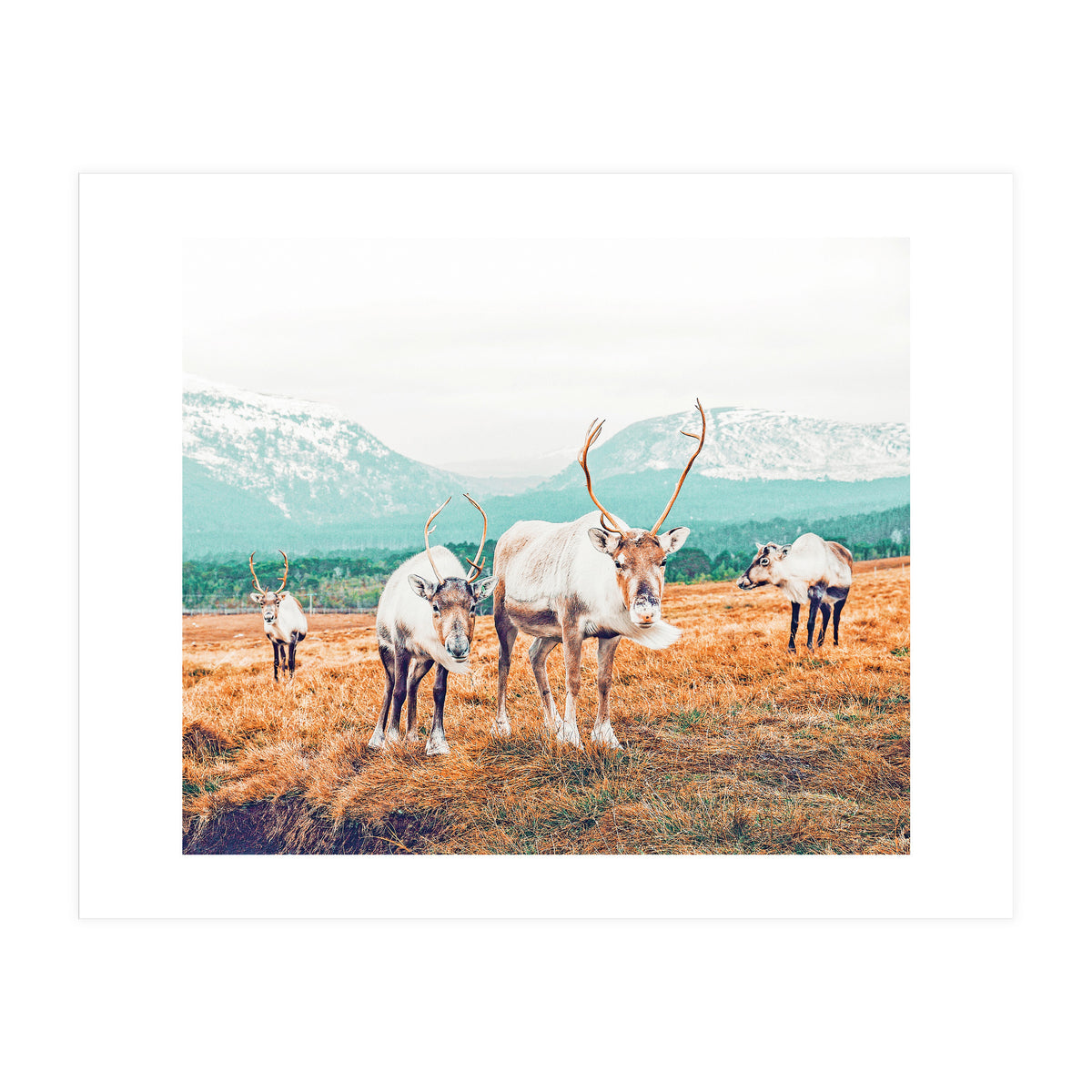 Curious Winter (Print Only)