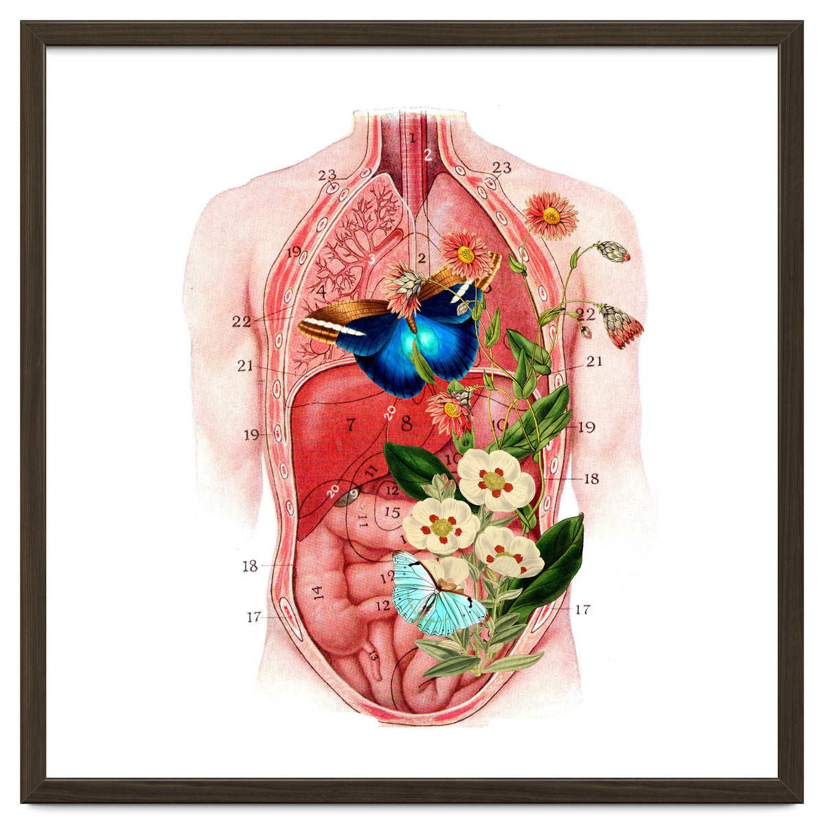 Butterflys In The Belly Makes Flower Grows