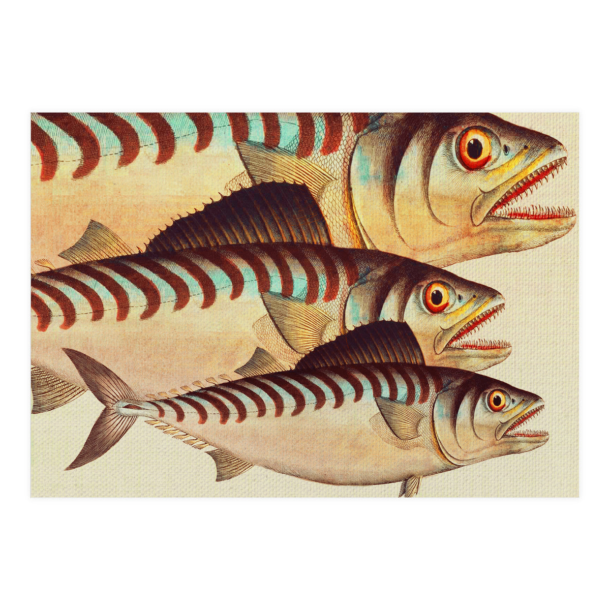 Fish Classic Designs 8 (Print Only)