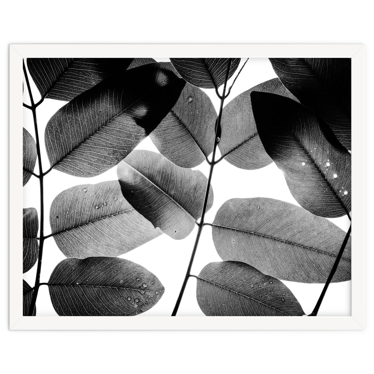 Experiments with Leaves II