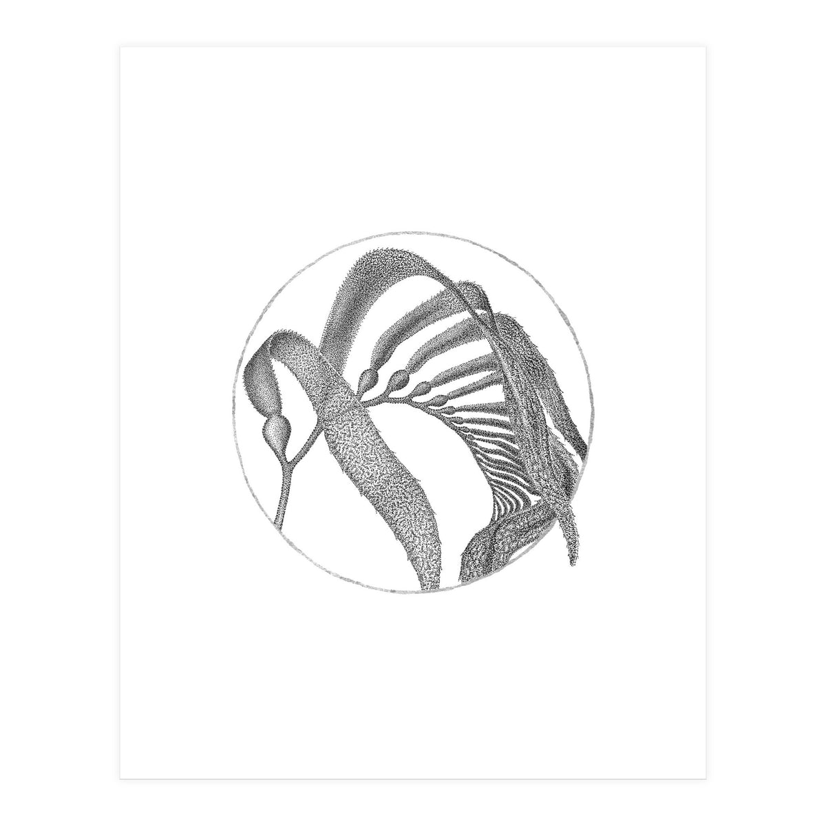 P.O. Blue Carbon (Print Only)