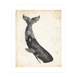 balena (Print Only) thumbnail