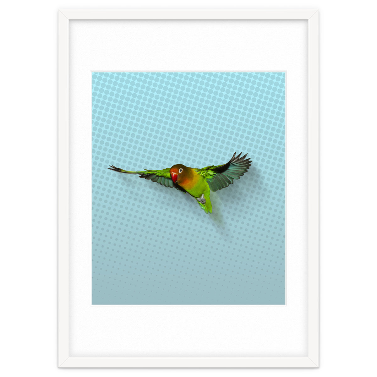 Flying lovebird