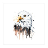 Bald Eagle - Wildlife Collection (Print Only) thumbnail
