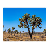 Joshua Trees (Print Only) thumbnail
