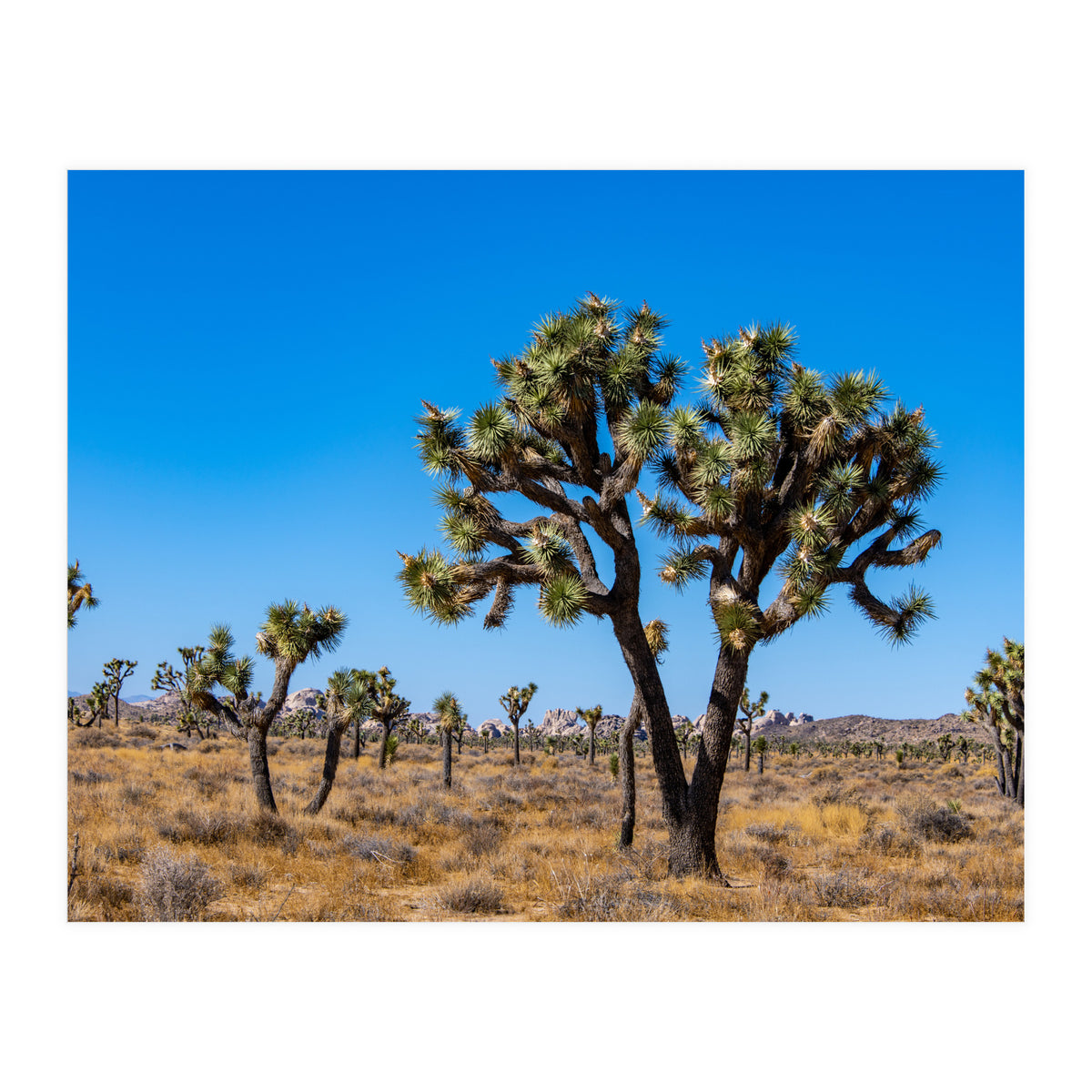 Joshua Trees (Print Only)