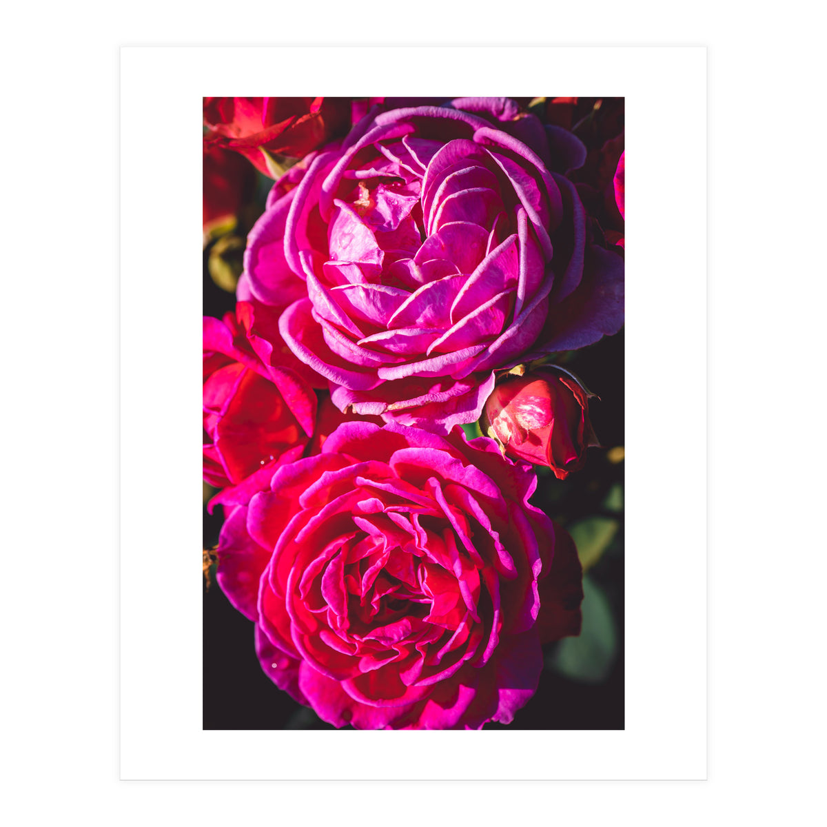 Rose Flowers  (Print Only)