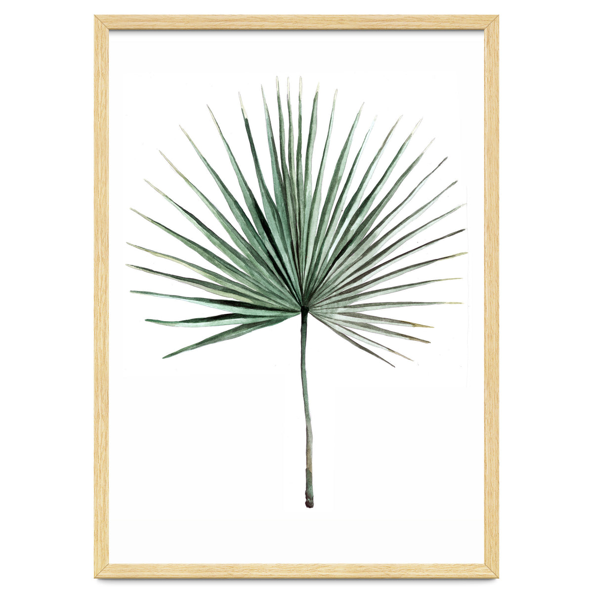 Botanical Illustration Fanpalm