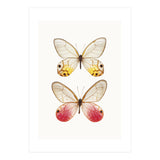 Cc Butterflies 04 (Print Only) thumbnail