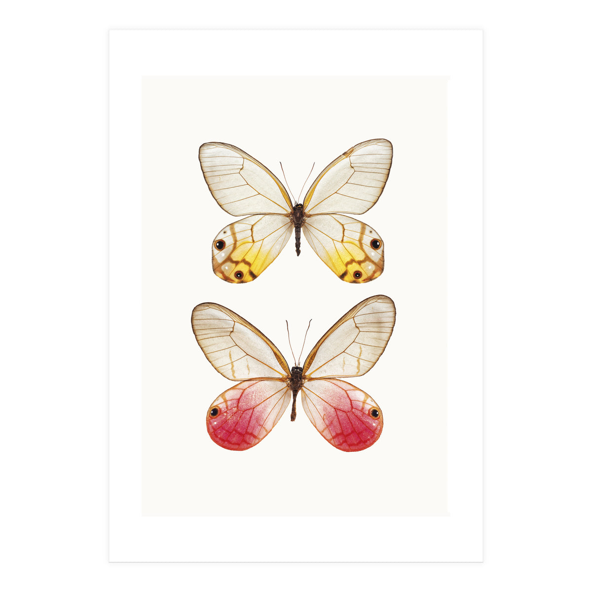 Cc Butterflies 04 (Print Only)