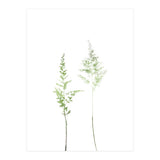 Olive Green Astilbe (Print Only) thumbnail