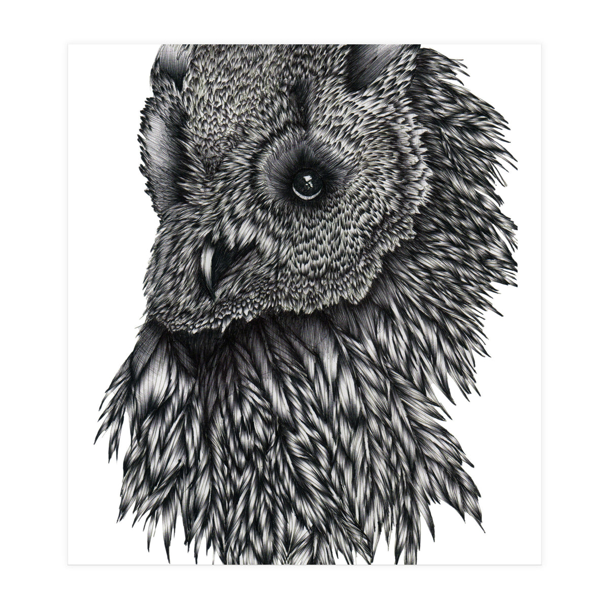 Forsythe (Print Only)