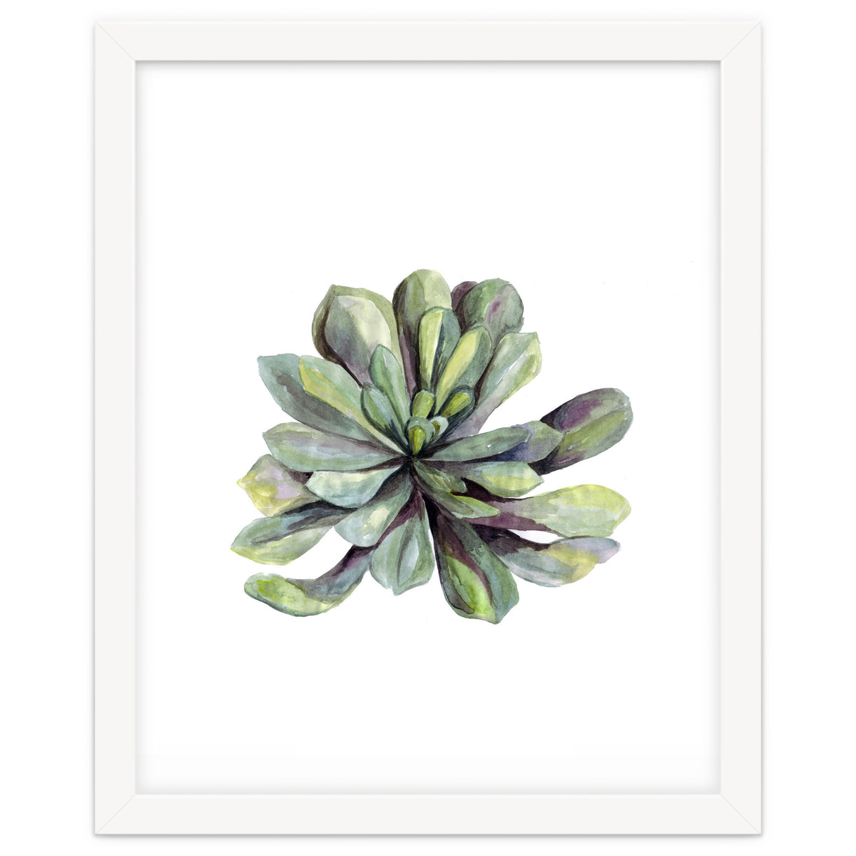Botanical Illustration Succulent